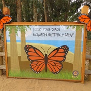 Pismo Beach State Beach Monarch Butterfly Grove