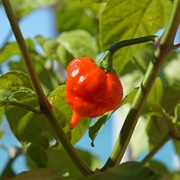 Naga Viper Pepper