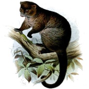 Lemuroid Ringtail Possum