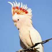Pink Cockatoo