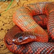 Collett's Snake