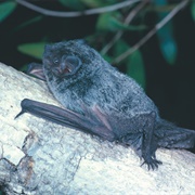 Hoary Wattled Bat