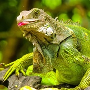 Green Iguanas