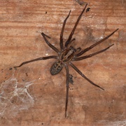 House Spiders