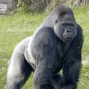 X30 Silverback Gorillas