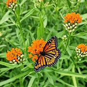 Grow a Butterfly Garden