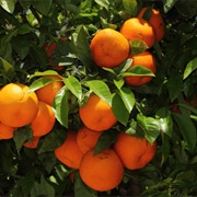 Bitter Orange (E.G. Seville Oranges)
