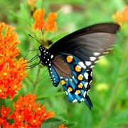 Pipevine Swallowtail