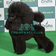 Poodle (Miniature)