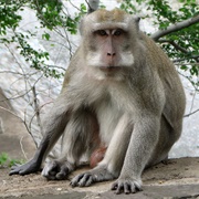 Macaque