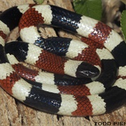 Arizona Coral Snake