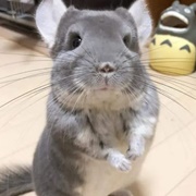 Chinchillas