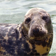 Grey Seal