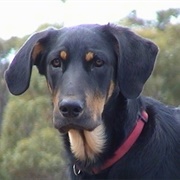 New Zealand Huntaway