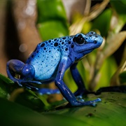 Poison Dart Frog