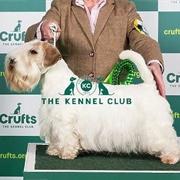 Sealyham Terrier