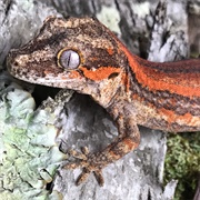 Gargoyle Gecko