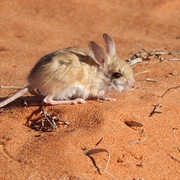 Dusky Hopping Mouse