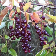 Choke Cherries