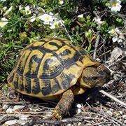 Hermann's Tortoise
