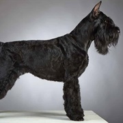 Giant Schnauzer