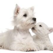 West Highland White Terrier