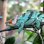 Parson's Chameleon