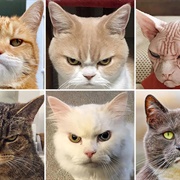 Elurophobia - The Fear of Cats