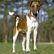 Fox Terrier