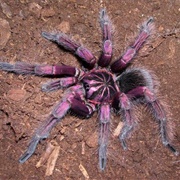 Brazilian Salmon Pink Bird-Eating Tarantula