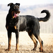 Beauceron