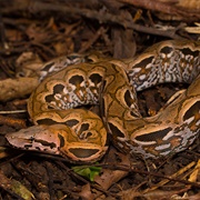 Madagascar Ground Boa