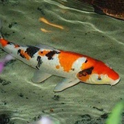 Taisho Sanke Koi