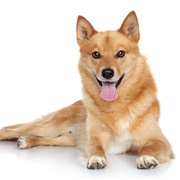 Finnish Spitz