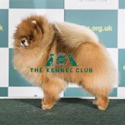 Pomeranian