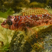 Longfin Sculpin
