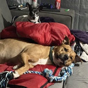 Dog-Sit for a Friend