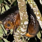 Spotted Giant Flying Squirrel