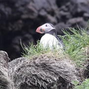 Heimaey Island, Iceland