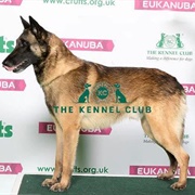 Belgian Shepard Dog (Malinois)