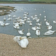 Abbotsbury Swannery