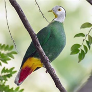 Black-Naped Fruit Dove