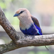 Blue-Bellied Roller