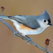 Titmouse