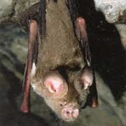 Arnhem Leaf-Nosed Bat