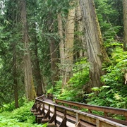 Ancient Forest/Chun T'oh Whudujut