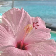 Hibiscus Flower