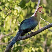 Fischer's Turaco