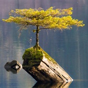 Fairy Lake Bonsai Tree
