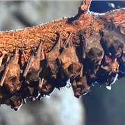 Visit Bat Habitat